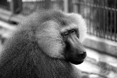Close-up of baboon at zoo