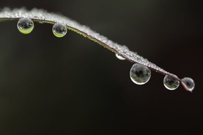 Close-up of water drops on leaf against blurred background