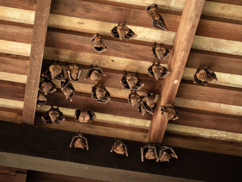 High angle view of pigeons on wood