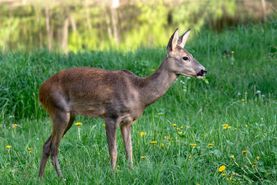 Deer standing on field