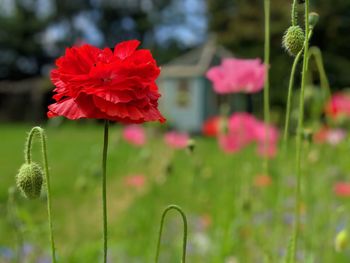 Close-up of red flowering plant on field