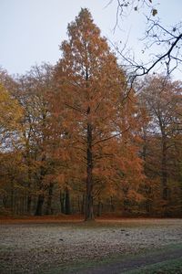 Trees against sky during autumn