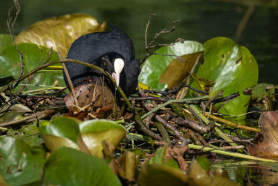 Close-up of bird on leaves