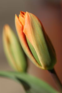 Close-up of tulip bud