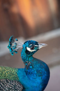 Close-up of peacock