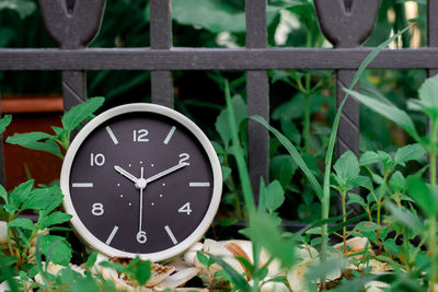 Close-up of clock on plants