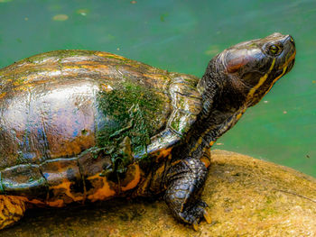 Close-up of turtle
