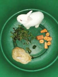 High angle view of sheep in a plate