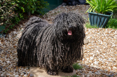 Black hungarian puli dog standing on a stepping stone surrounded by pebbles