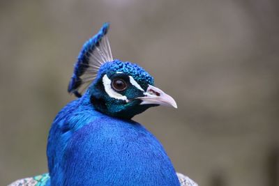 Close-up of a peacock
