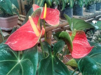 Close-up of red flowers blooming outdoors