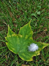 High angle view of plant growing on field