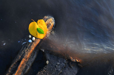 Close-up high angle view of crab on water