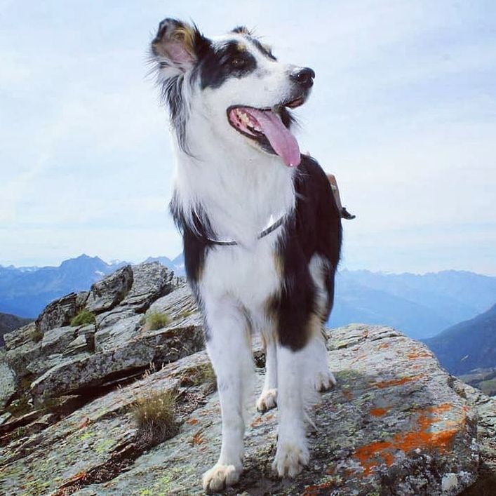 one animal, animal themes, mammal, animal, domestic, pets, domestic animals, mountain, dog, canine, sky, vertebrate, nature, cloud - sky, rock, day, no people, rock - object, beauty in nature, mouth open, border collie