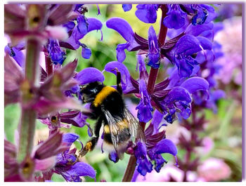 Close-up of bee on purple flowers