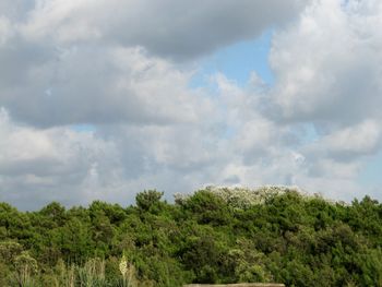 Low angle view of trees against cloudy sky