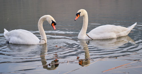 Swans swimming in lake