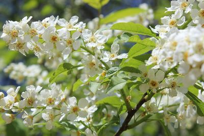 Close-up of white flowers