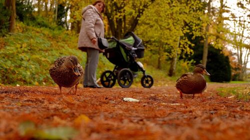 Surface level view of ducks against woman with baby carriage at park