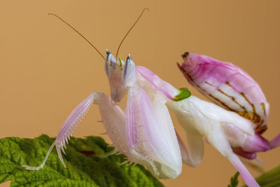 An orchid praying mantis close up, showing the details of its eyes