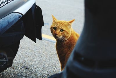 Portrait of cat by car