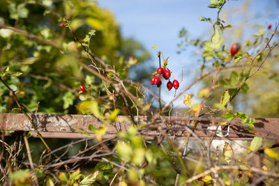 Close-up of red berries growing on tree