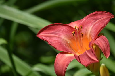 Close-up of day lily blooming outdoors