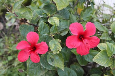 Close-up of pink flower