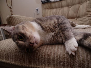 Close-up of cat sleeping on sofa