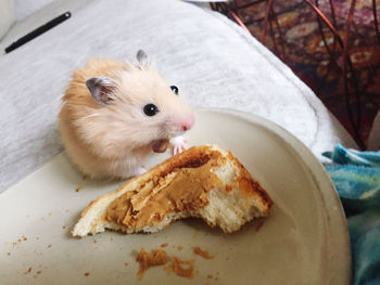 Close-up of chicken eating food on table