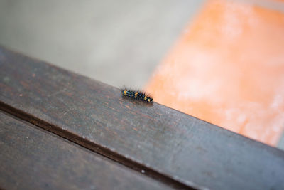 Close-up of insect