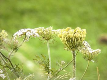 Close-up of thistle blooming outdoors