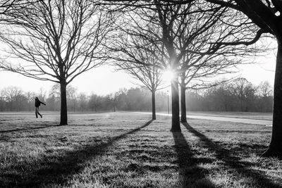 Sun shining through trees