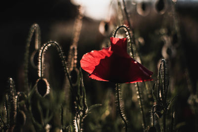 Close-up of plant against blurred background