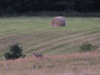 View of rural landscape