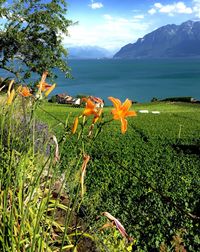 Scenic view of flowering plants on field against sky