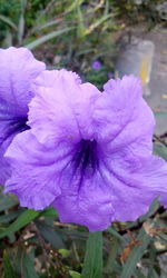 Close-up of purple flower blooming outdoors