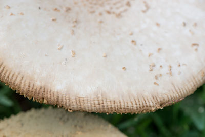 Close-up of mushroom growing on land