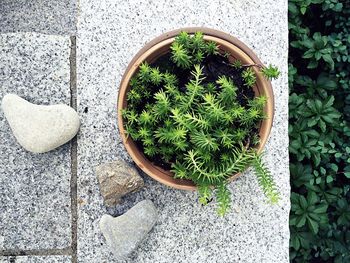 High angle view of potted plant