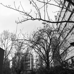 Low angle view of trees against sky