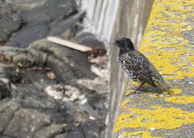 Close-up of bird perching on rock