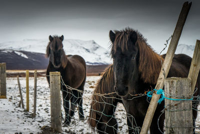 View of two horses on snow covered landscape