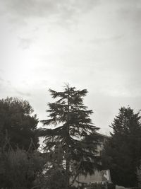 Low angle view of trees against sky