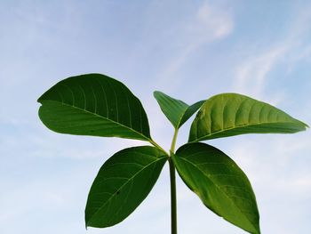 Low angle view of green leaves against sky