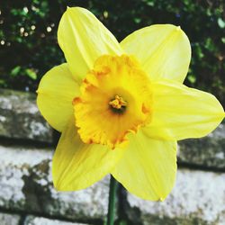Close-up of yellow flower