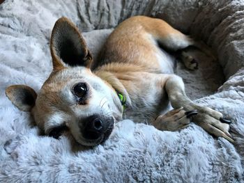 Close-up of a dog resting on bed