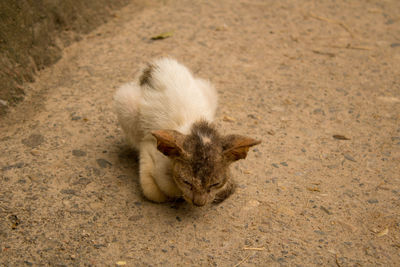 High angle view of cat lying on land