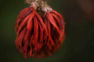 Close-up of red flower