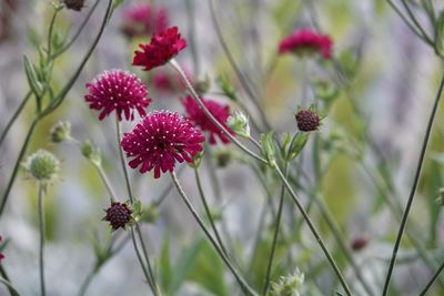 Close-up of pink flowering plants