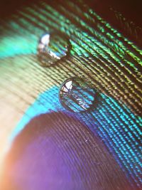 Full frame shot of peacock